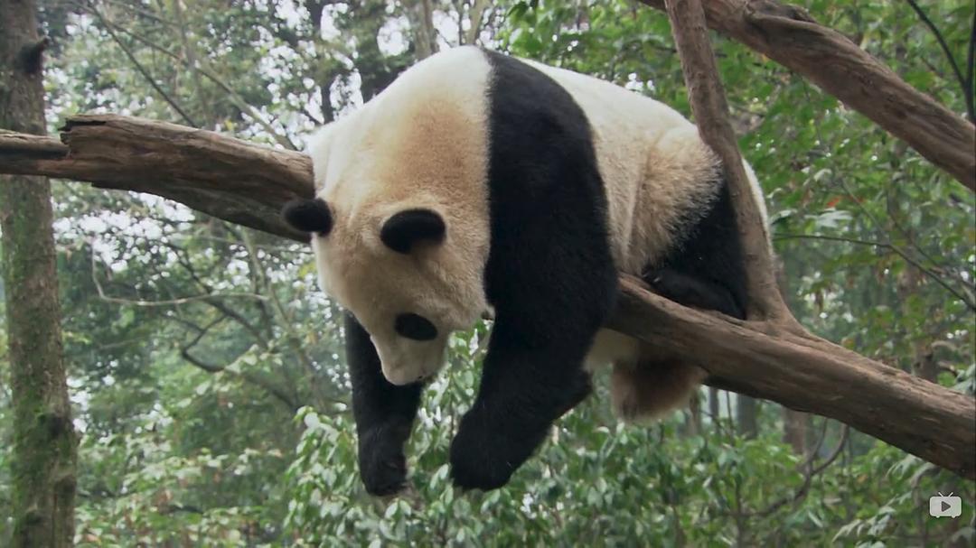 爱上大熊猫