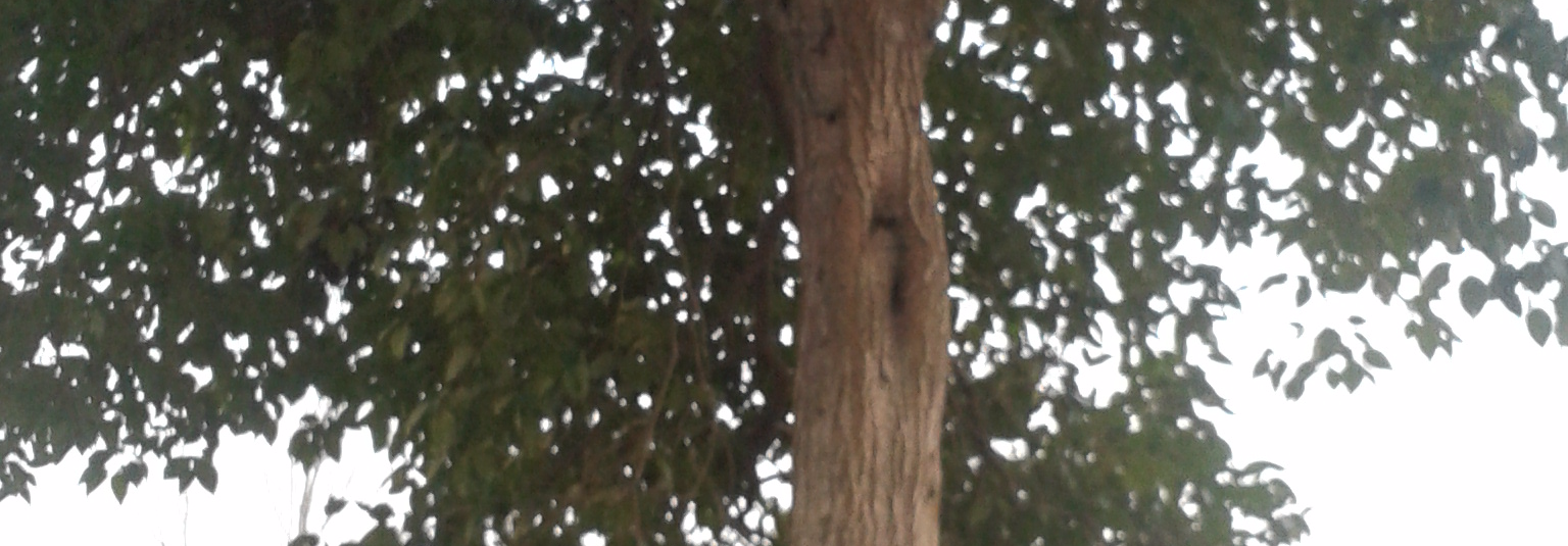 前段时间看过。感觉一般。