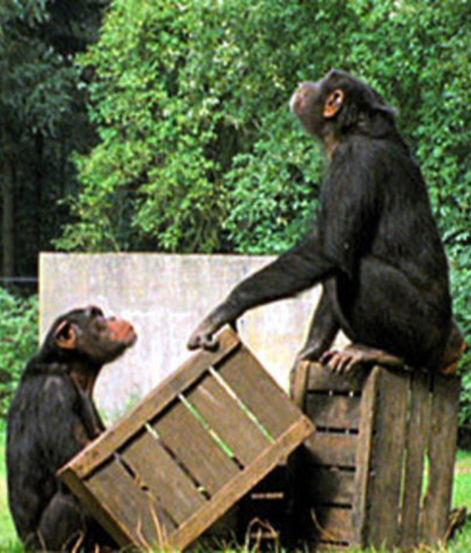 BBC 自然世界 猩猩摄影计划