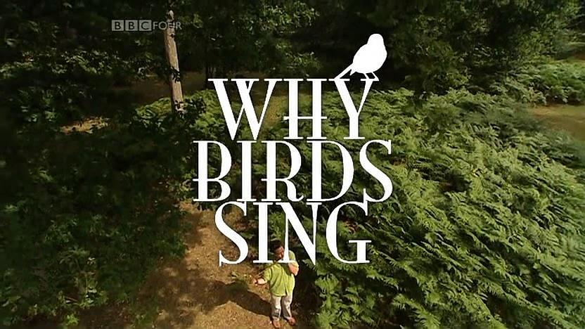 BBC 鸟儿为何歌唱