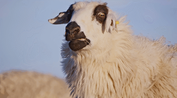 这部美食A片，又在勾引我“犯罪”！